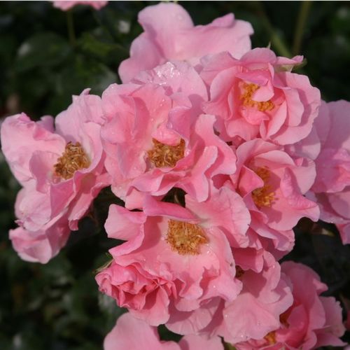 Jasnoróżowy - Róże pienne - z kwiatami pojedynczymi - korona krzaczasta